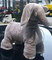 I bambini EN62115 guidano sull'elefante molle Toy Car di Toy Car 8KG 48 mesi
